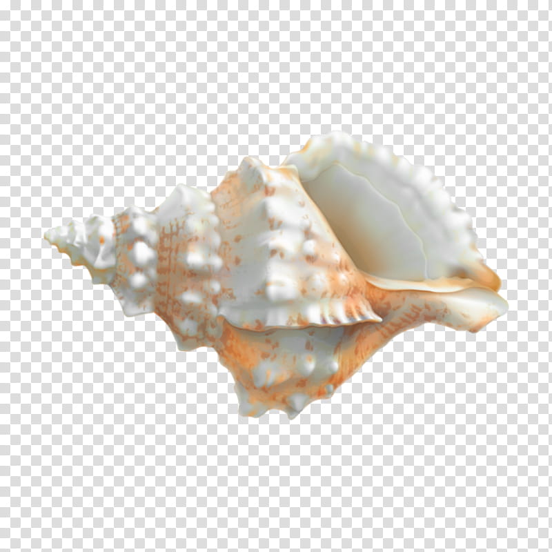Snail, Clam, Oyster, Seashell, Conch, Shankha, Cockle, Bivalve transparent background PNG clipart