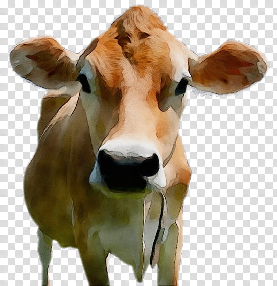 Cow, Watercolor, Paint, Wet Ink, Holstein Friesian Cattle, Brown Swiss Cattle, Jersey Cattle, Taurine Cattle transparent background PNG clipart