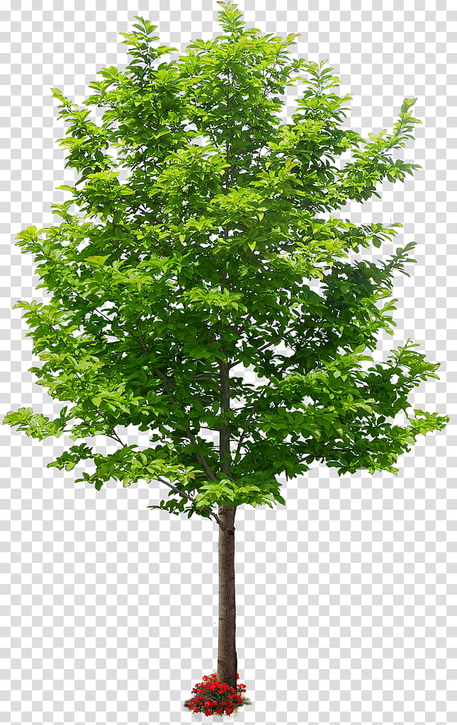 Family Tree, Branch, Amelanchier Lamarckii, Neem Tree, Ash, Amelanchier Arborea, Chinaberry, Plant transparent background PNG clipart