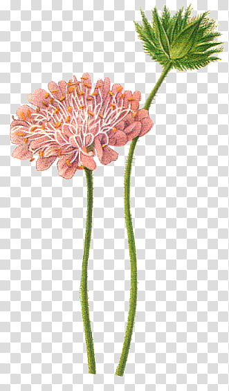 Flowers, pink flowers digital artwork transparent background PNG clipart