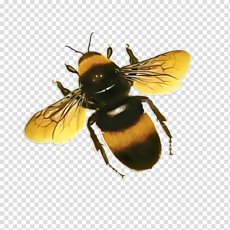 Bumblebee, Honey Bee, Insect, Hornet, Wasp, Apitoxin, Honeybee, Eumenidae transparent background PNG clipart