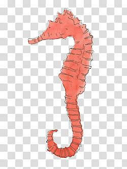 s, orange seahorse illustration transparent background PNG clipart