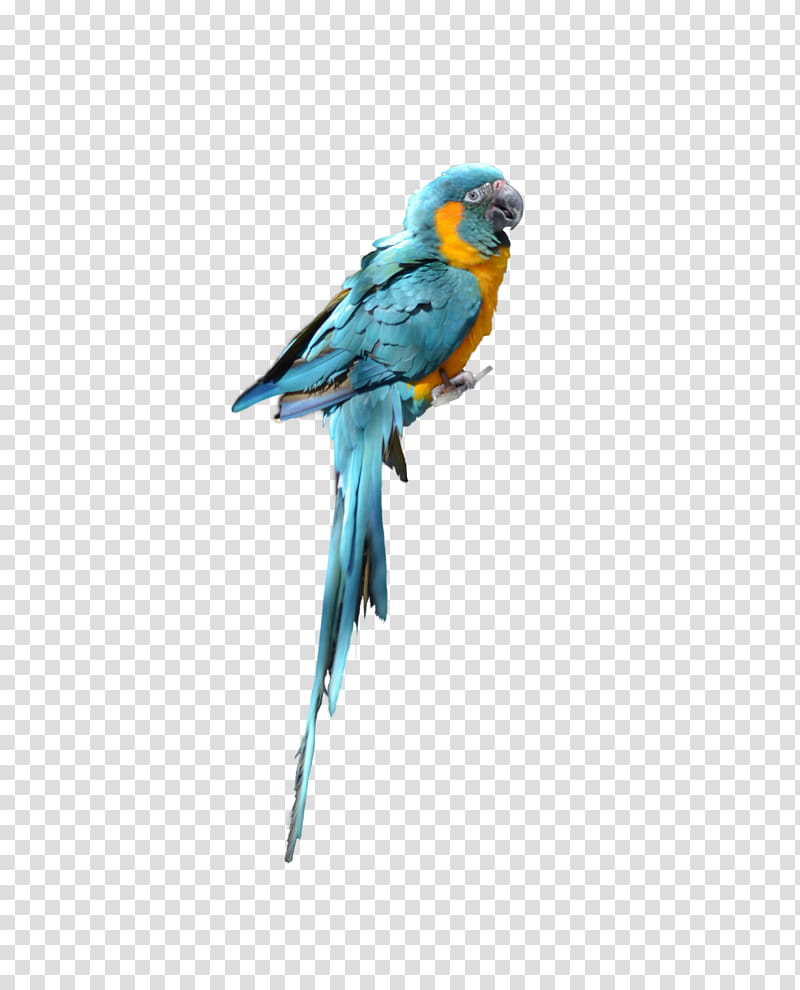 Blue Parrot on a Perch , blue and yellow parrot illustration transparent background PNG clipart