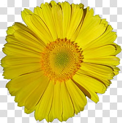 Aniversario Mis Pedidos shop, yellow daisy flower in bloom transparent background PNG clipart