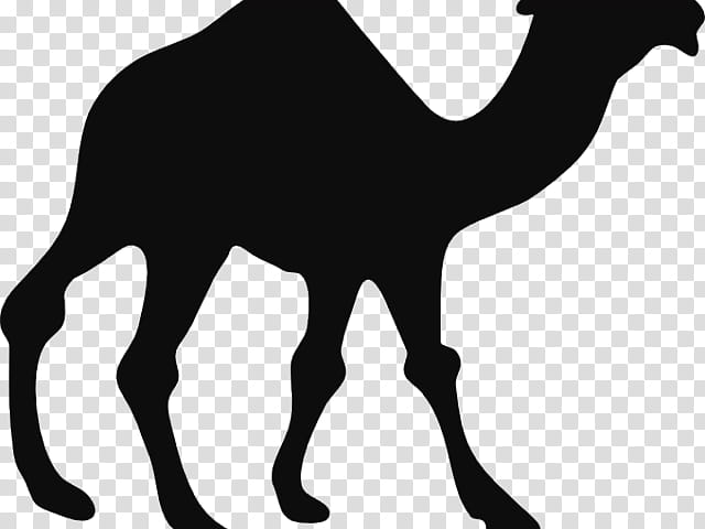 Train, Camel, Silhouette, Camel Train, Drawing, Arabian Camel, Camelid, Wildlife transparent background PNG clipart