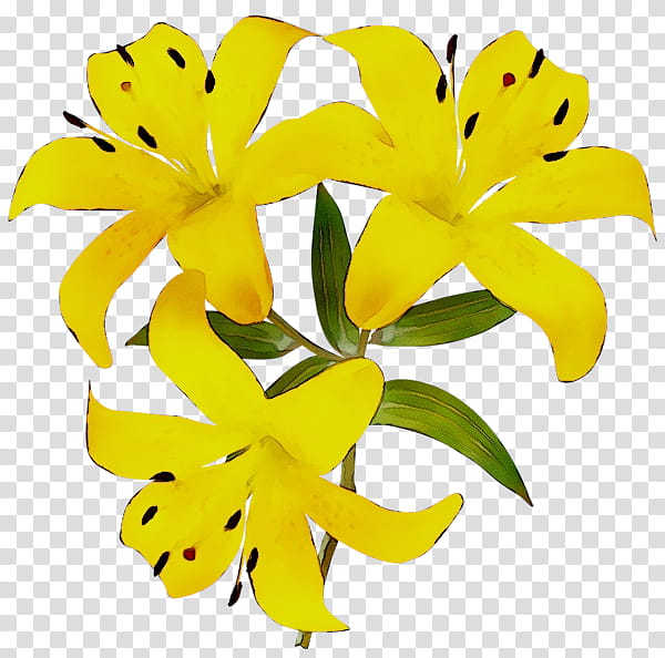 Easter Lily, Flower, Flower Bouquet, Yellow, Tiger Lily, Cut Flowers, Daylily, Calla Lily transparent background PNG clipart