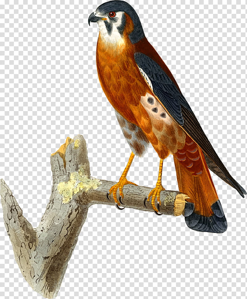 Cartoon Bird, Hawk, Falcon, American Kestrel, Stamps And Stamp Collecting, Common Kestrel, Bird Of Prey, Beak transparent background PNG clipart