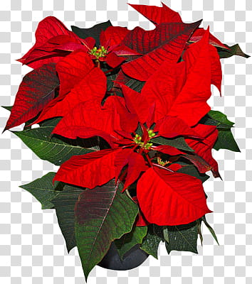 Poinsettia, red poinsettia plant transparent background PNG clipart