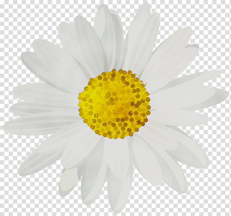 Flowers, Common Daisy, Daisy Family, Oxeye Daisy, Daisy Bell, Chrysanthemum, White, Mayweed transparent background PNG clipart