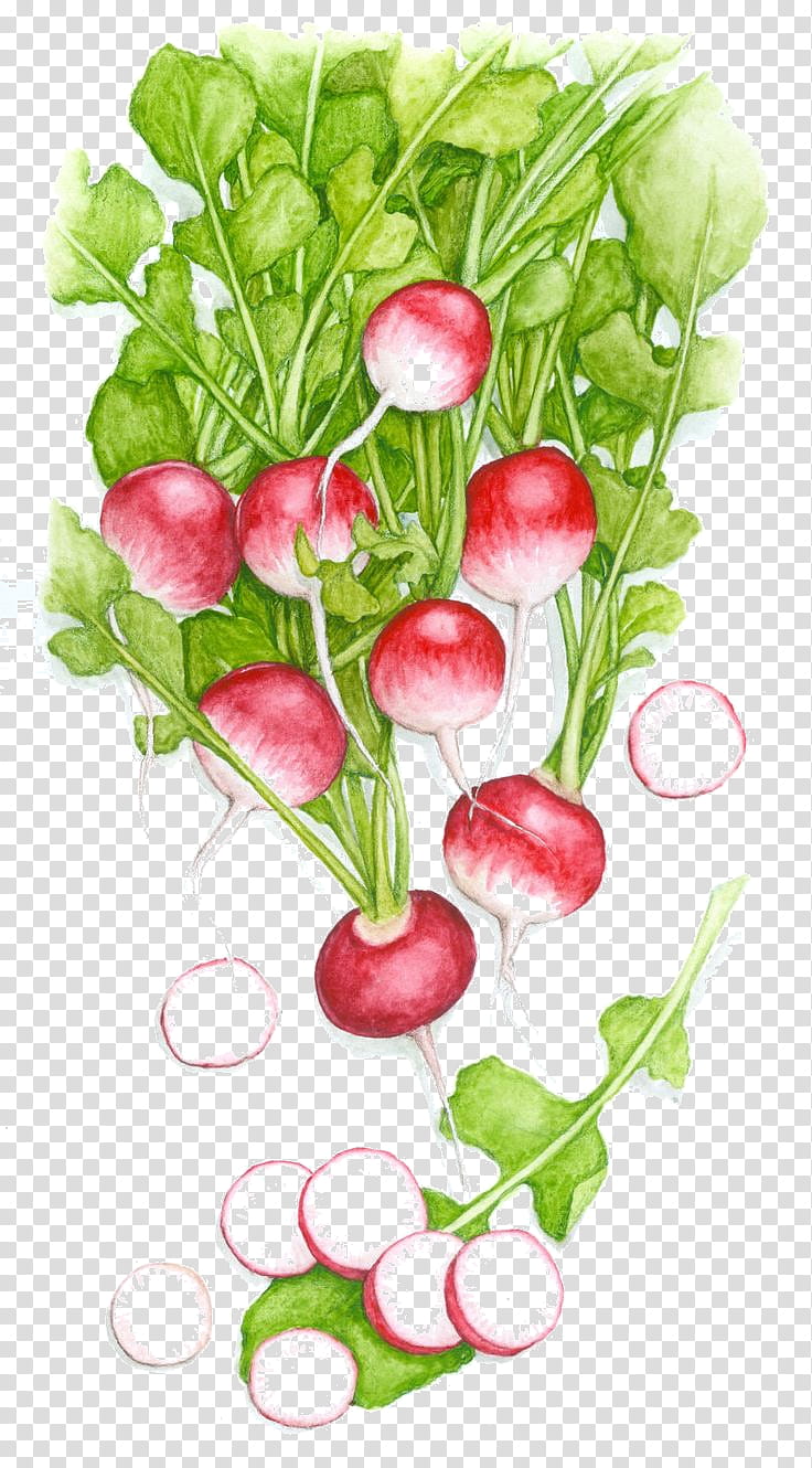 Floral Flower, Drawing, Vegetable, Raphanus Raphanistrum Subsp Sativus, Cartoon, Food, Daikon, Greens transparent background PNG clipart