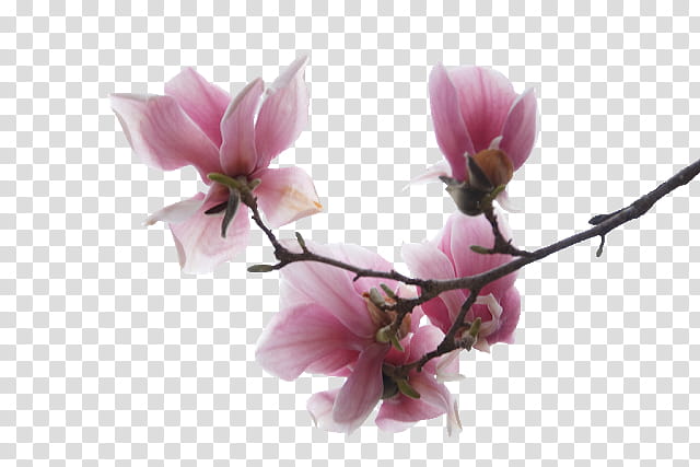 Cherry Blossom, Magnolia, Flower, Garden Roses, , Petal, Cyclamen, Pink transparent background PNG clipart