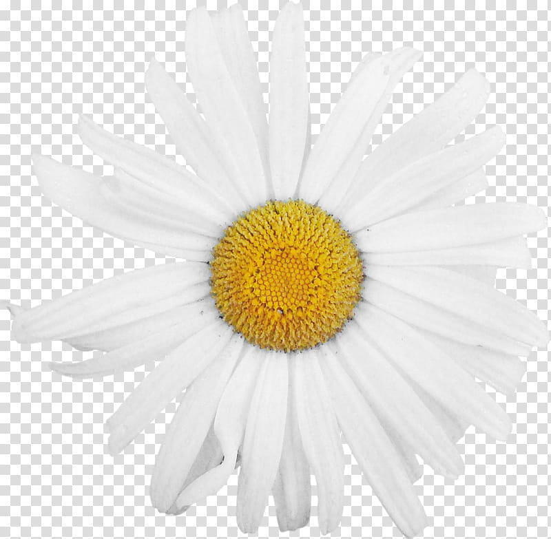 Flowers, Oxeye Daisy, Chrysanthemum, Daisy Family, Roman Chamomile, Transvaal Daisy, Marguerite Daisy, Cut Flowers transparent background PNG clipart