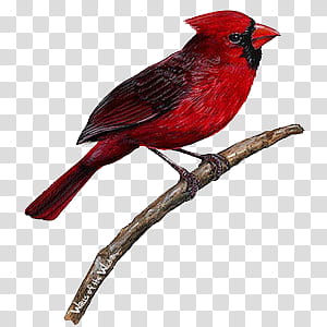 Red red red KIT, red cardinal bird transparent background PNG clipart