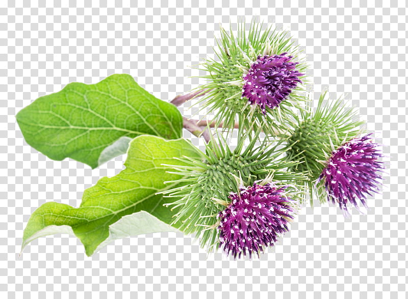 Plane, Greater Burdock, Milk Thistle, Medicinal Plants, Cnicus, Artichoke, Silybum, Cardoon transparent background PNG clipart