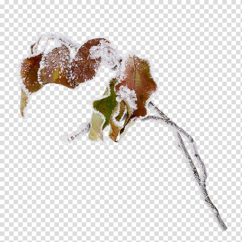 Snow Tree, Conifers, , , Fir, Logo, Branch, Plant transparent background PNG clipart