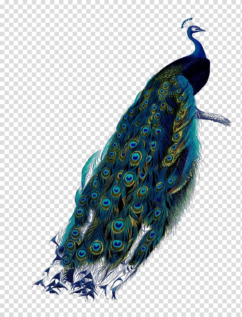 Bird, blue peacock illustration transparent background PNG clipart