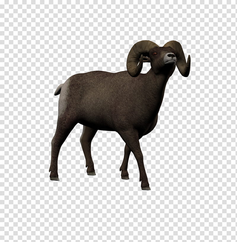 Bighorn , brown and white ram illustration transparent background PNG clipart