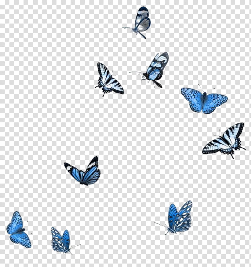 Butterfly, Adobe shop Elements, Collage, Monarch Butterfly, Mood Board, , Resolution, Moth transparent background PNG clipart