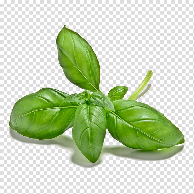 Basil Leaf, Herb, Vegetable, Thai Basil, Thai Cuisine, Greens, Rosemary, Plants, Seed, Seedling transparent background PNG clipart