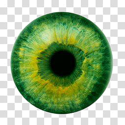 Ojitos creados por MI RAR, green and black eyeball illustration transparent background PNG clipart