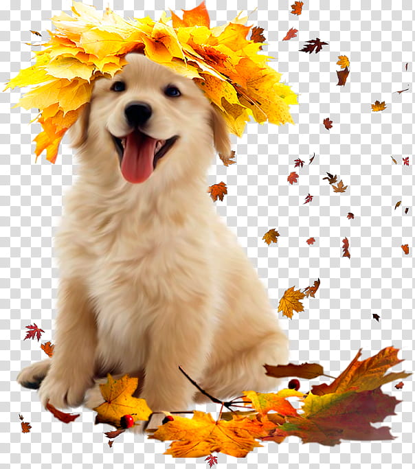Autumn swatches, golden retriever puppy sitting on maple leaves transparent background PNG clipart