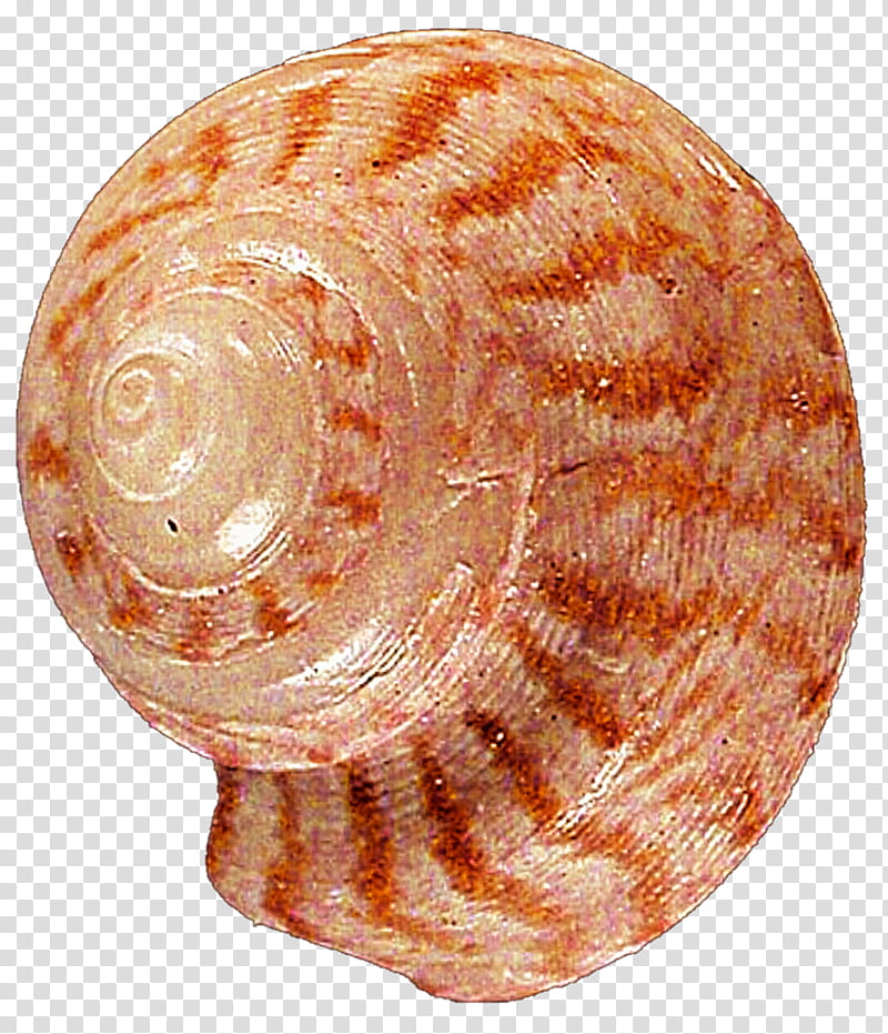 Red and Orange Striped Spiral Seashell transparent background PNG clipart