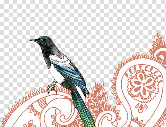 Vintage Birds, black, white, and blue bird illustration transparent background PNG clipart