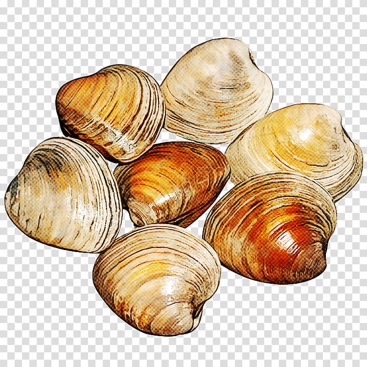 clam bivalve baltic clam seafood food, Cockle, Shellfish transparent background PNG clipart
