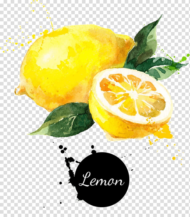 Lemon Drawing, Watercolor Painting, Fruit, Food, Citric Acid, Citrus, Citron, Yuzu transparent background PNG clipart