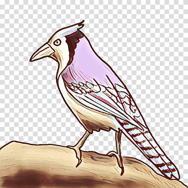 bird beak jay perching bird songbird, Lark, Drawing transparent background PNG clipart