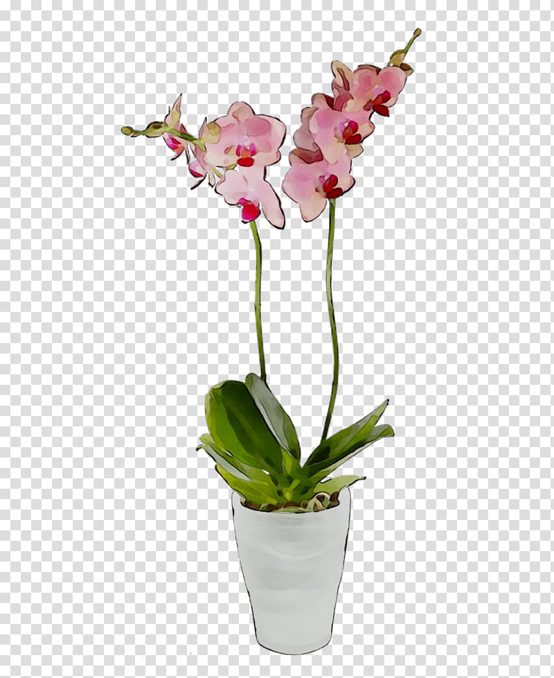 Pink Flower, Moth Orchids, Cattleya Orchids, Cut Flowers, Flowerpot, Plant Stem, Artificial Flower, Pink M transparent background PNG clipart