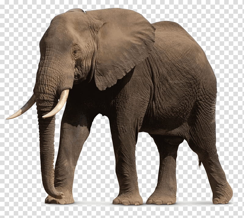 World Animal Day, African Bush Elephant, Asian Elephant, Lion, Hippopotamus, Zoo Tycoon 2, African Forest Elephant, World Elephant Day transparent background PNG clipart