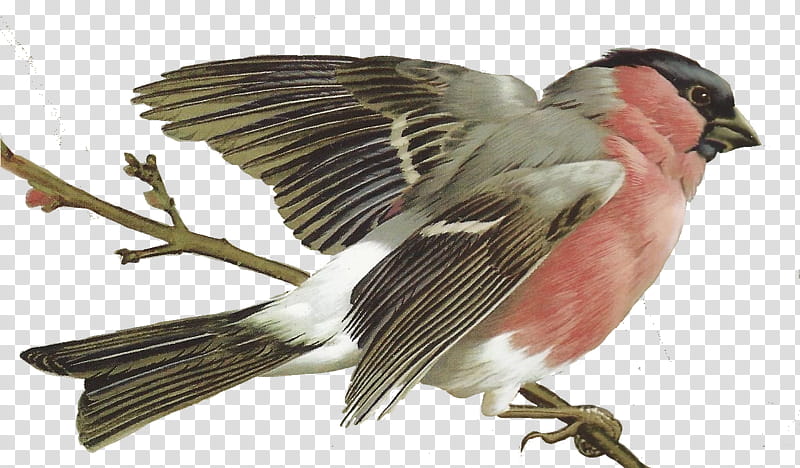 bird beak wing perching bird woodpecker finch, Songbird, Chickadee, Eastern Kingbird, Tail transparent background PNG clipart