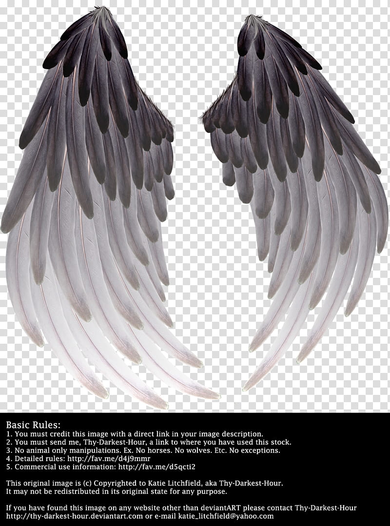 Solace Wings Black to Silver transparent background PNG clipart