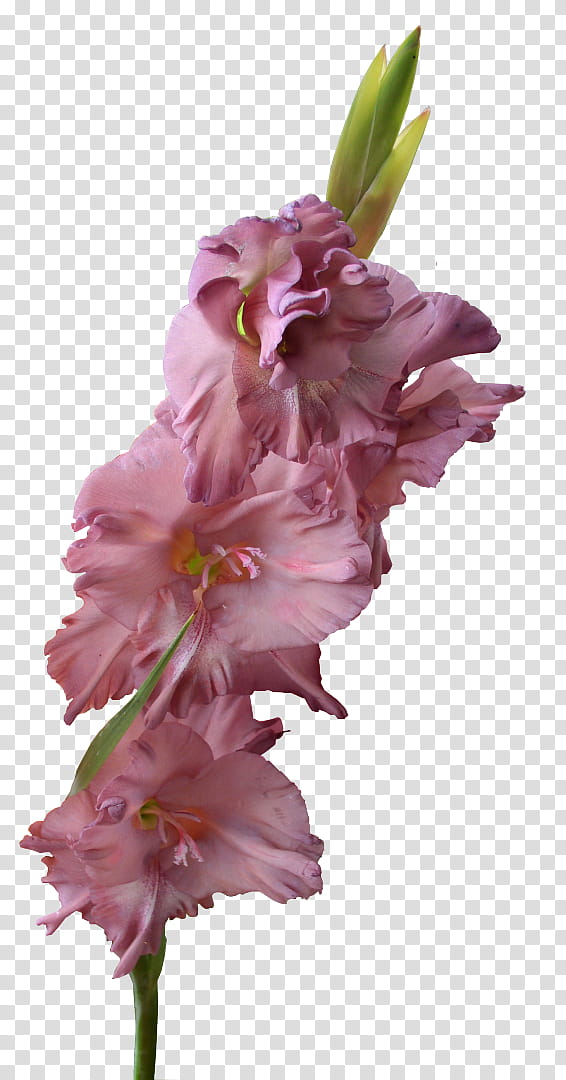 Lily Flower, Gladiolus, Bulb, Seed, Cut Flowers, Plant Stem, Iris Family, Pink transparent background PNG clipart