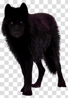 black medium coated dog standing transparent background PNG clipart