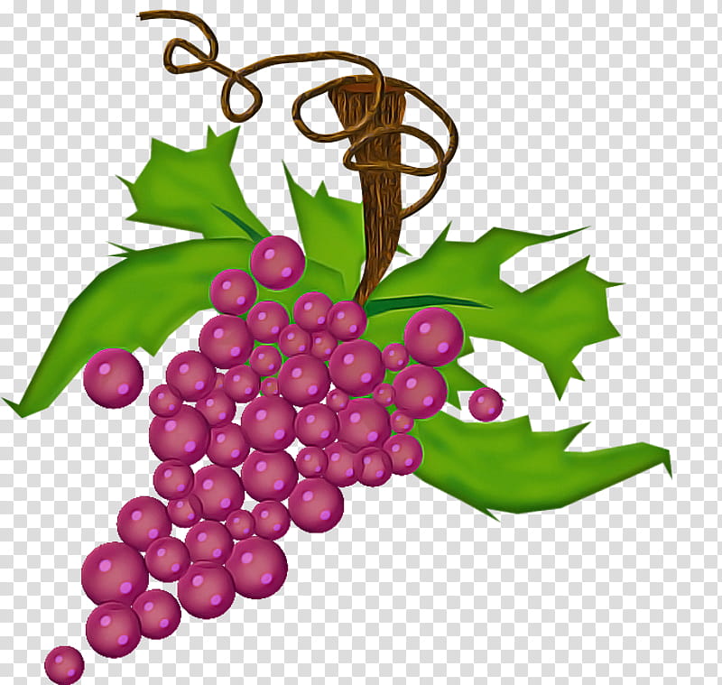 grape seedless fruit grapevine family grape leaves leaf, Plant, Vitis, Flower transparent background PNG clipart