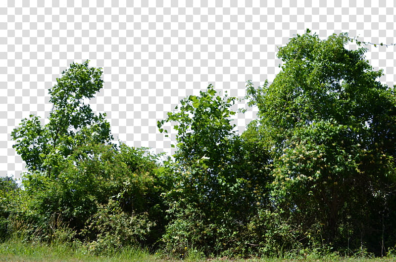 Trees and Bushs , green trees under blue sky transparent background PNG clipart