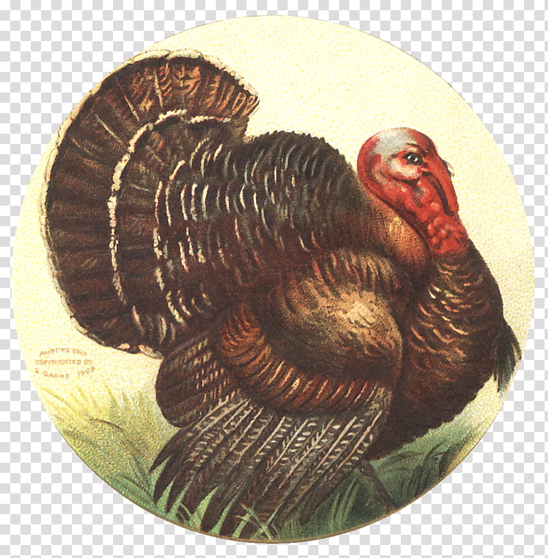 Turkey Thanksgiving, Wild Turkey, Domestic Turkey, Turkey Meat, Pilgrim, Thanksgiving Dinner, Cranberry Sauce, Ellen Clapsaddle transparent background PNG clipart
