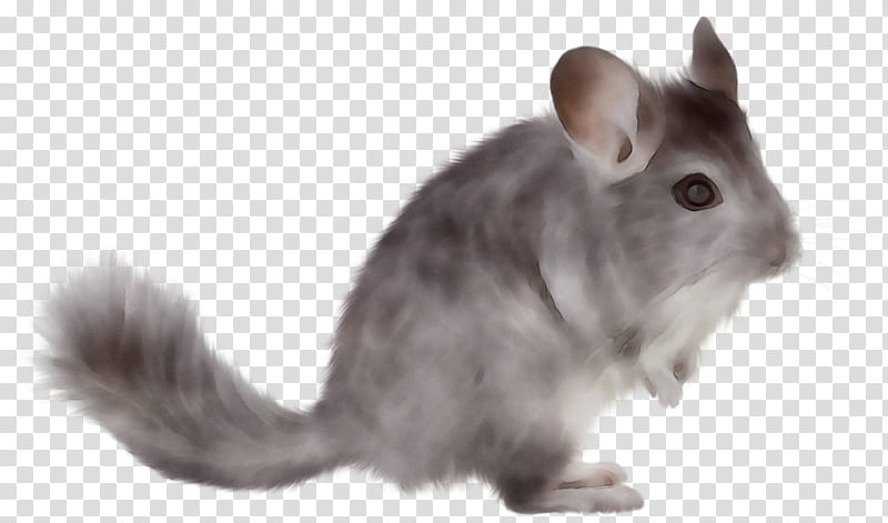 Hamster, Chinchilla, Pest, Rat, Insecticide, Suzhou, Whiskers, Termite transparent background PNG clipart