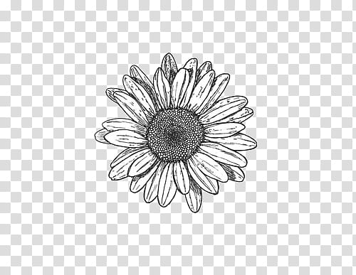 black and white gerbera daisy flower illustration transparent background PNG clipart