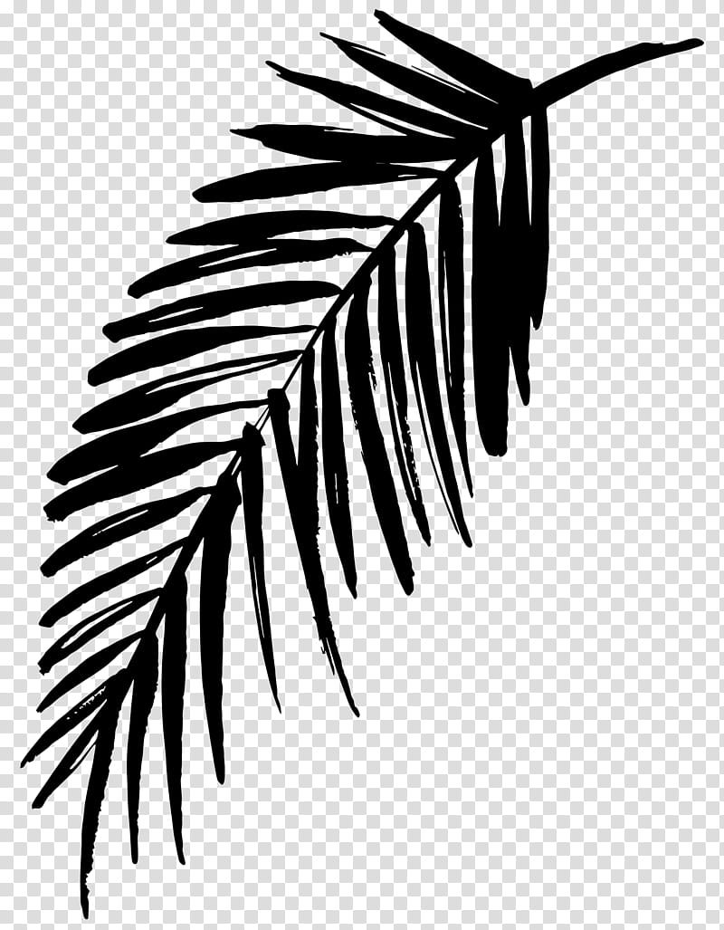 palm tree leaves clipart black and white