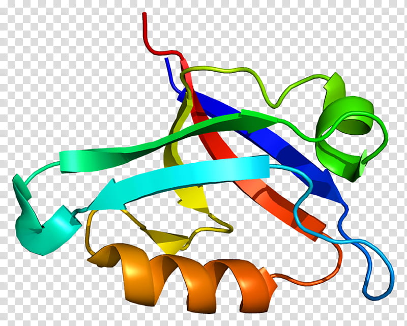 Motif, Gopc, Protein, Pdz Domain, Nest, Gene, Protein Domain, Golgi Apparatus transparent background PNG clipart