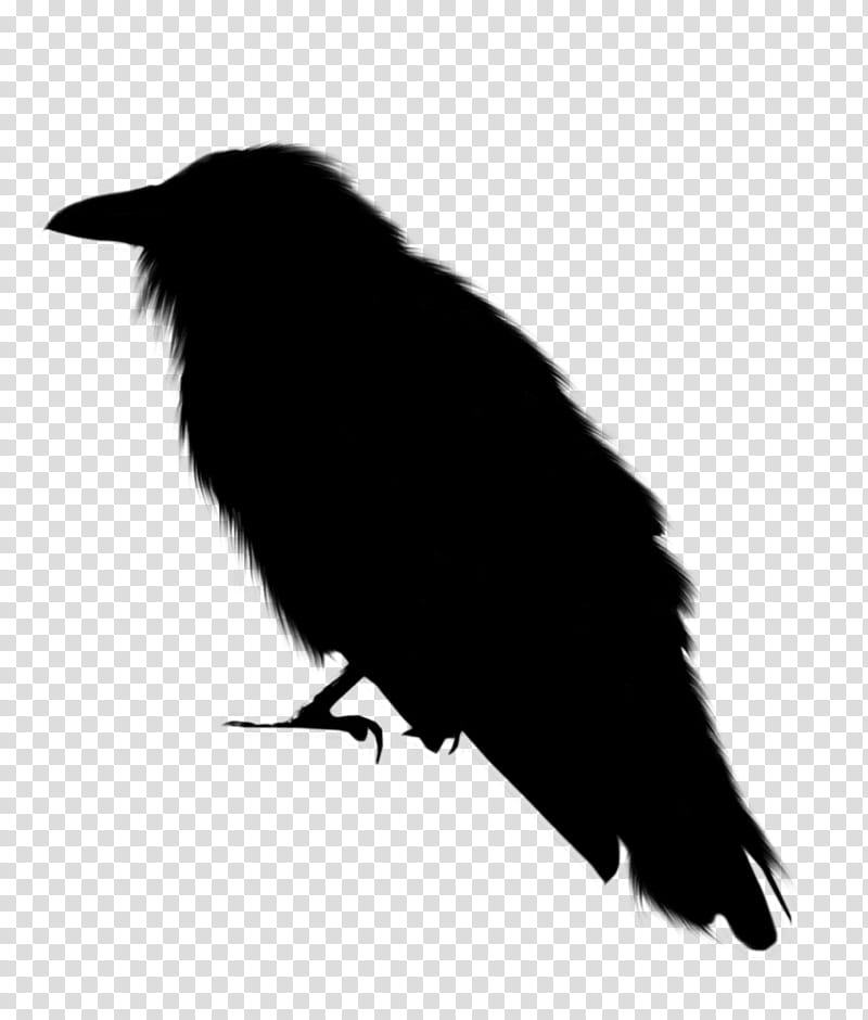 Bird Silhouette, American Crow, New Caledonian Crow, Rook, Common Raven, Beak, Crowlike Bird, Blackbird transparent background PNG clipart