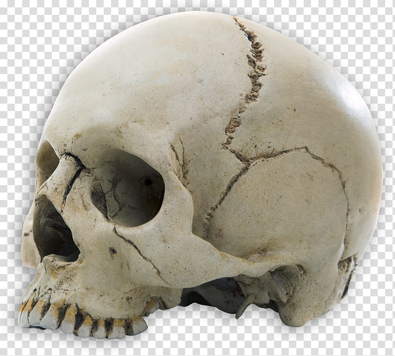 Halloween, human skull illustration transparent background PNG clipart