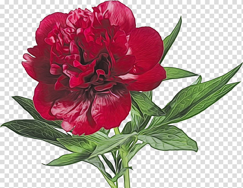 flower flowering plant plant common peony red, Watercolor, Paint, Wet Ink, Petal, Chinese Peony, Cut Flowers, Wild Peony transparent background PNG clipart