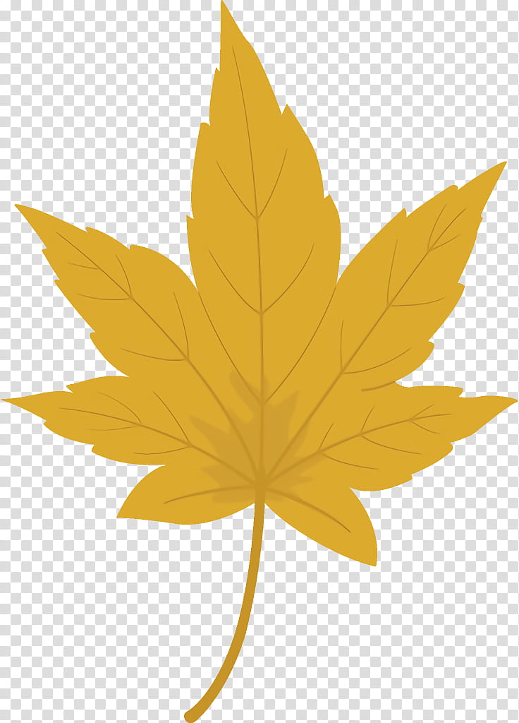 maple leaf autumn leaf yellow leaf, Tree, Plant, Black Maple, Woody Plant, Plane, Sweet Gum transparent background PNG clipart