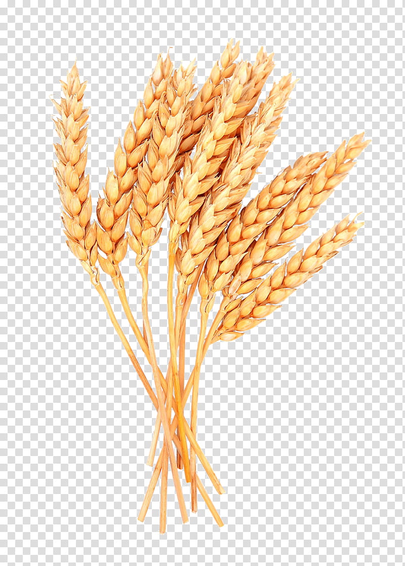 Grass Flower, Cereal, Grain, Emmer, Common Wheat, Ear, Spelt, Wholewheat Flour transparent background PNG clipart