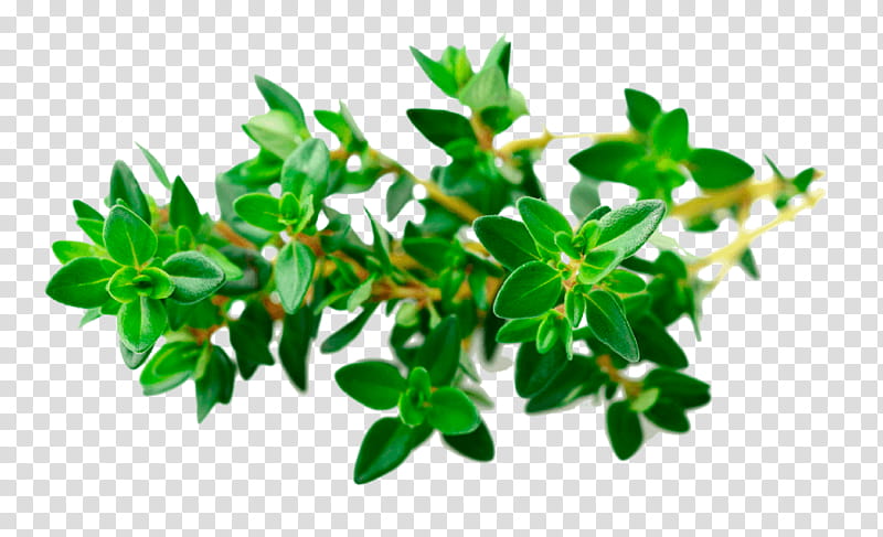 Green Tea Leaf, Thyme, Garden Thyme, Herb, Food, Zaatar, Oregano, Marjoram transparent background PNG clipart
