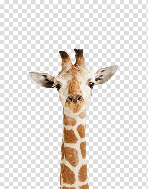 Full, giraffe's head transparent background PNG clipart